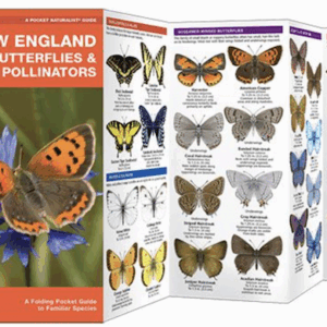 New England Butterflies and Pollinators