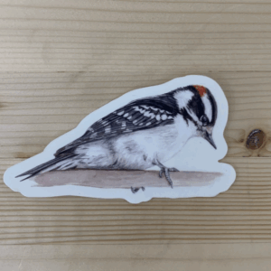 Woodpecker Sticker