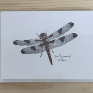 Twelve Spotted Skimmer Cards