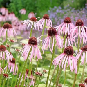 Pale Purple Coneflower