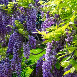 American Wisteria
