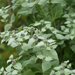 Mountain Mint, Clustered