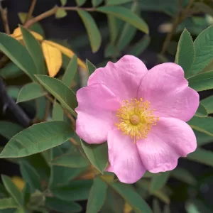 Swamp Rose