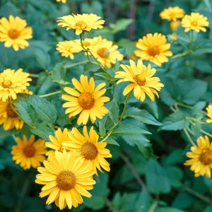 False Sunflower