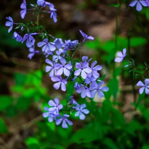 Phlox, Woodland ‘Blue Moon’