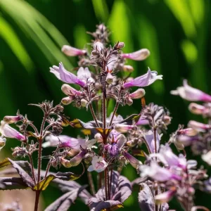 Foxglove Beardtongue
