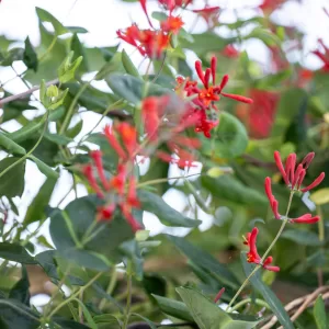 Honeysuckle ‘Major Wheeler’