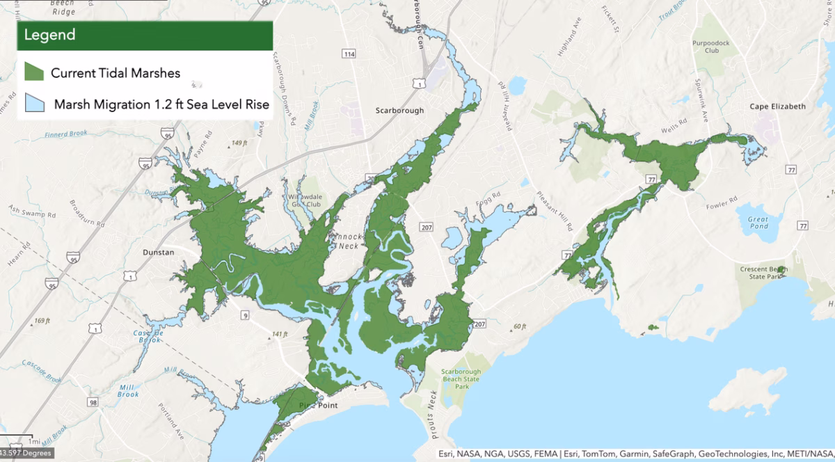 Projected marsh migration by 2040 with 1.2 feet of sea level rise. Without intervention, some areas of the marsh could be lost entirely. Source: Maine Department of Agriculture, Conservation and Forestry.